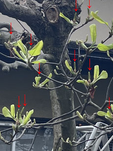 八王子市で剪定する植木屋「纏造園」