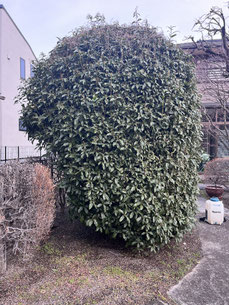国立市で剪定する植木屋「纏造園」