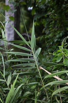 "Kataha no Ashi" Reeds have leaves coming out of the stalks one side, not both sides