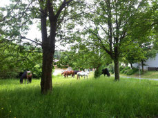 Offenstall, Aktivstall, Horsemanship