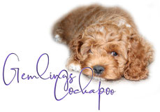 Grosse Des Cockapoos Der F1 Generation Cockapoo Zuchter In Nrw