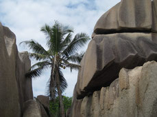 Seychelles: Île La Digue: formations granitiques et cocotier proche de la fameuse plage Source d'Argent