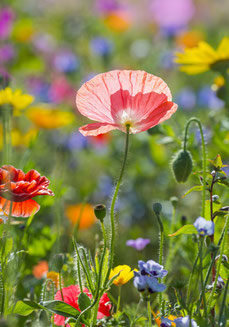 JARDINS INTÉRIEURS