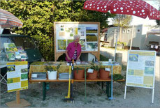 Marianne Stöckeler mit ihrem Kreuzkraut-Infostand in der Staudengärtnerei Gaißmayer in Illertissen (Illertisser Gartenlust)