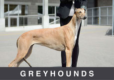 Greyhounds Mojave