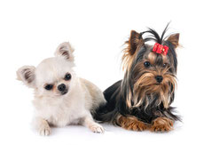 Nyngei Collection dameublement pour Chien Collection Shih Tzu Chien avec bigoudis Toilettage Coiffure Salon Vue de Face Gros Plan Prise de Vue en en Rideau de Extra-Long Bleu Beige