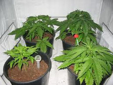 plantation cannabis interieur
