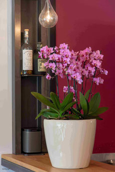 Arrosage D Une Orchidee Comment S Y Prendre Oricine L Arrosage Automatique De L Orchidee Arrosage D Une Orchidee Comment S Y Prendre Oricine L Arrosage Automatique De L Orchidee