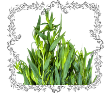 Estragon