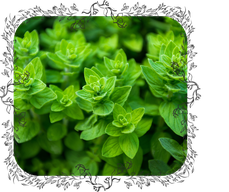 Oregano