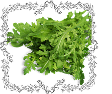 Rucola