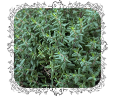 Thymian