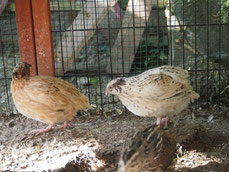 Goldsprenkel; Foto © E. Umbauer