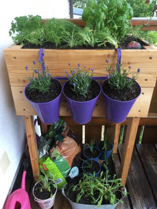 Hochbeet mit Salat, Kräutern und Lavendel auf dem Balkon