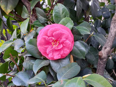 寒椿の花
