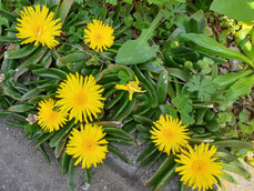 たんぽぽの花