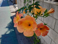 庭の花