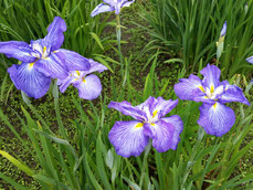 花菖蒲