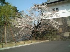 桜の花