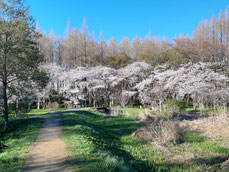桜の花咲く風景