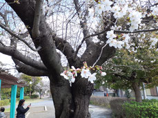 葉桜