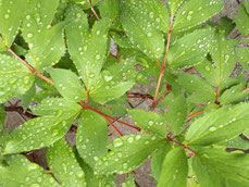 葉っぱの上の雨粒