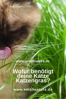 Wozu Katzengras?