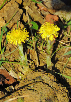 die ersten gelben Huflattichblüten