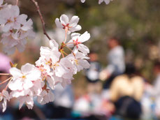 講座で撮影した桜の写真