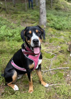 Grosser Schweizer Sennenhund