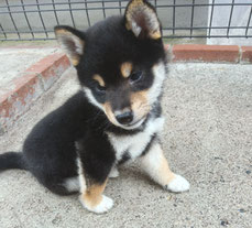 柴犬子犬の画像