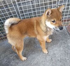 柴子犬の画像