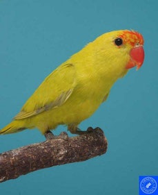 dilute Agapornis taranta (Bergpapagei)