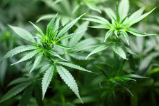 Cannabidiol - Cannabis-Pflanze