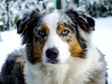 Australian Shepherd (blue-merle)