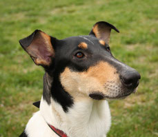 Collie Kurzhaar (tricolour)