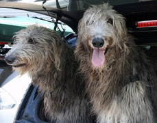 Deerhound