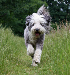 Bearded Collie (grau mit weißen Abzeichen)