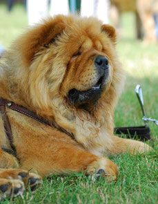 Chow Chow (rot)