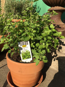 Oregano Dost