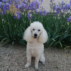 caniche france cayel éducation canine