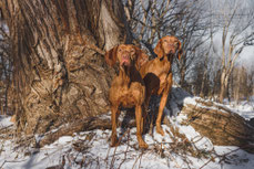 Vesper & Azha - All rights reserved