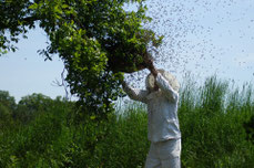 Bienenschwarm abfangen von einem Ast