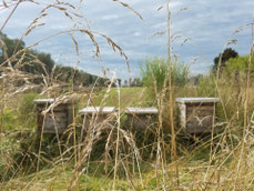 Bienenbeuten im Freien auf einer Wiese