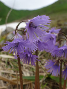 Soldanella alpina, Monts Dore (photo ugo)