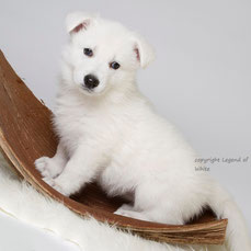 Legend of White Dara Bella