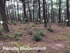 Résine de pin française colophane naturasphere