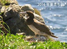 2016年巣立ち前の若鳥