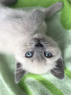 katzenhomepage-catterys Webseite!