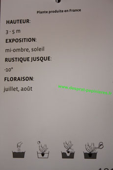 CORDYLINE , INDIVISA , C 3L, CHERRY®   ,C 10L , INDIVISA  ,C 5L, TORBAY DAZZLER ,C 4L,